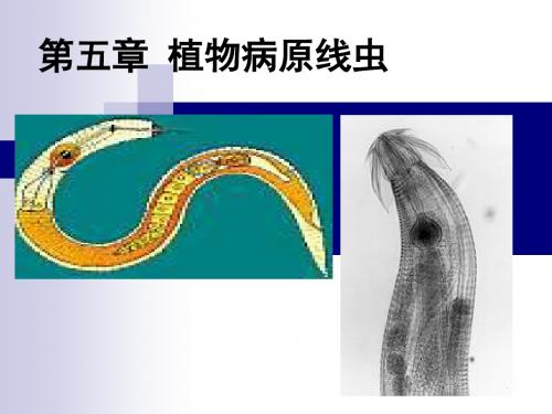 5第五章 线虫和原生动物-1