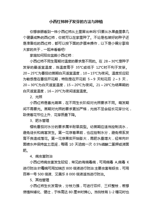 小西红柿种子发芽的方法与种植