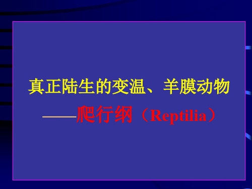 大学《普通动物学》第四版 爬行纲课件