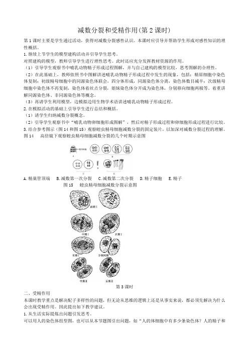 高中生物减数分裂和受精作用教案(第2课时)新课标 人教版 必修2