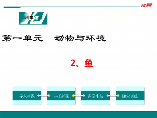 青岛版四年级科学上册2.《鱼》