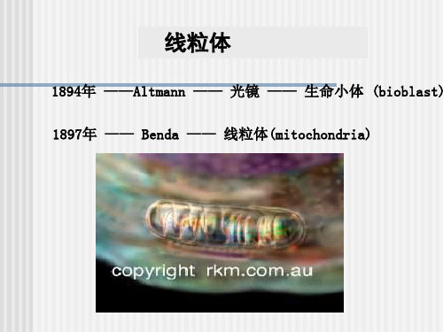 《细胞生物学》线粒体与细胞的能量转换