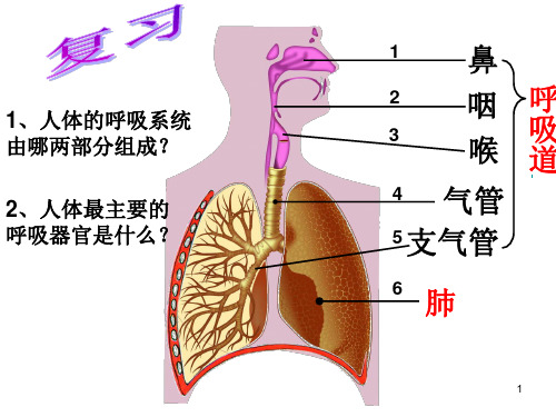 《人体的呼吸》PowerPoint 演示文稿