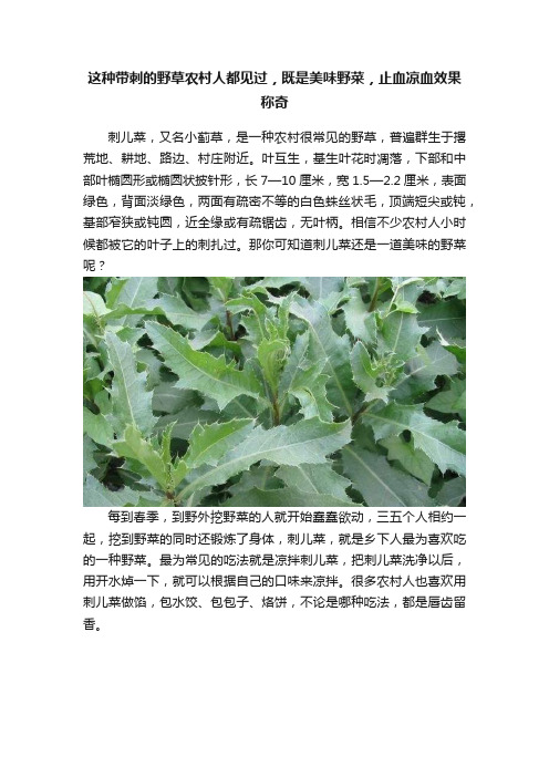 这种带刺的野草农村人都见过，既是美味野菜，止血凉血效果称奇