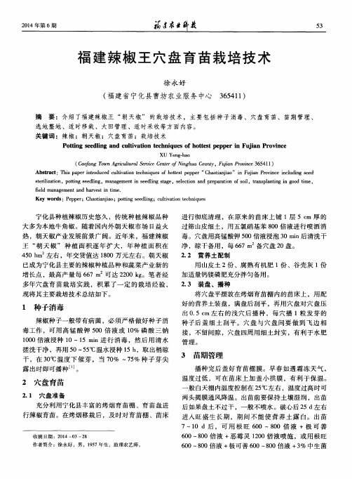福建辣椒王穴盘育苗栽培技术