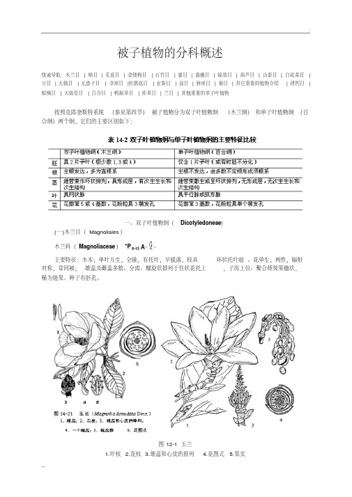 被子植物的分科概述