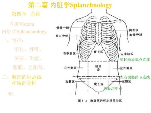 4内脏学总论5消化系统