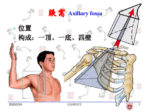 局部解剖学-腋窝