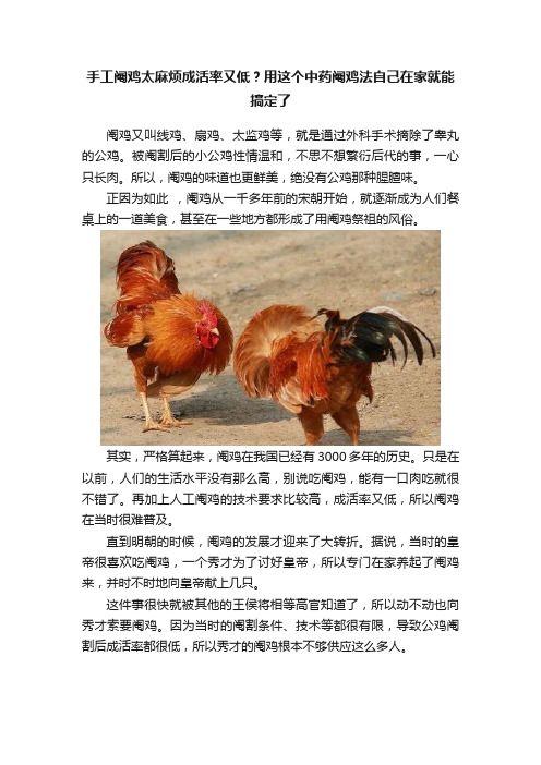 手工阉鸡太麻烦成活率又低？用这个中药阉鸡法自己在家就能搞定了