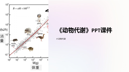 《动物代谢》课件