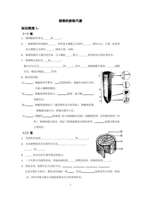 植物的新陈代谢(梳理)