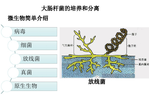 大肠杆菌的分离和培养