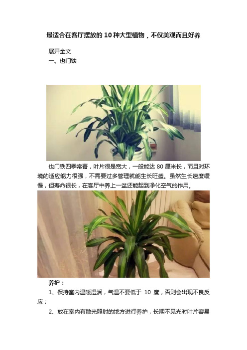 最适合在客厅摆放的10种大型植物，不仅美观而且好养