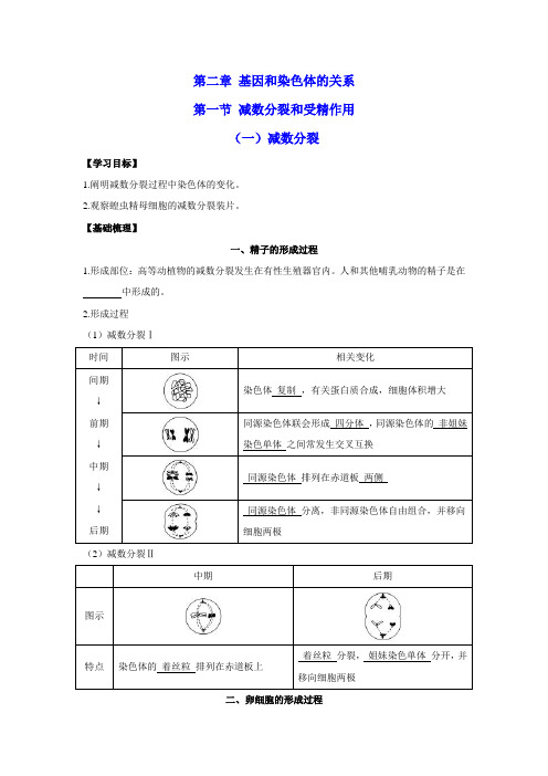 高一生物人教版2019 必修二 优质导学案 2-1-1减数分裂(学案)