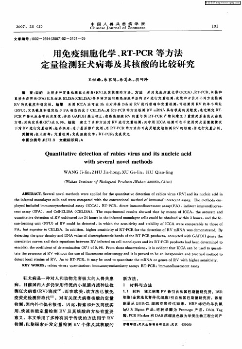 用免疫细胞化学、RT—PCR等方法定量检测狂犬病毒及其核酸的比较研究