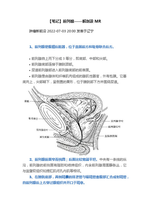 【笔记】前列腺——解剖及MR