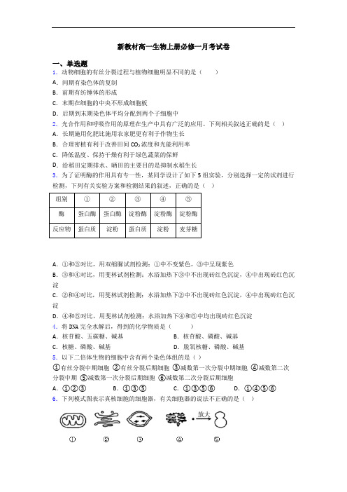 新教材高一生物上册必修一月考试卷