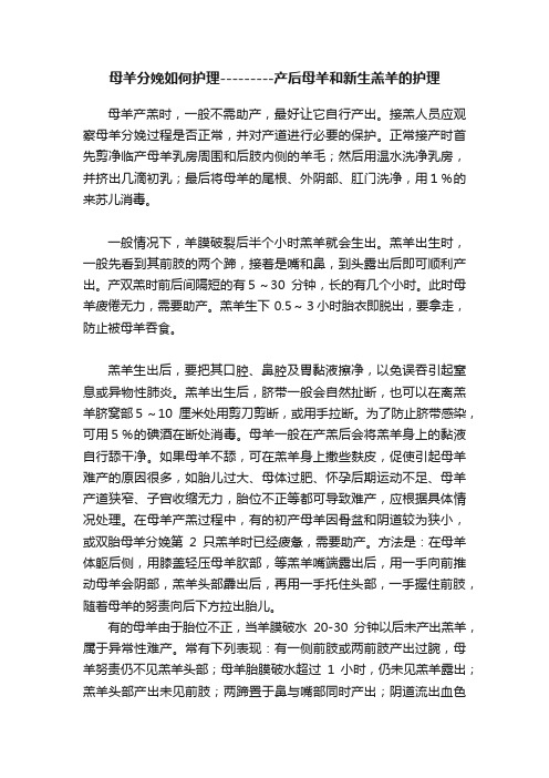 母羊分娩如何护理---------产后母羊和新生羔羊的护理