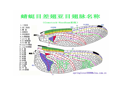 蜻蜓结构图解