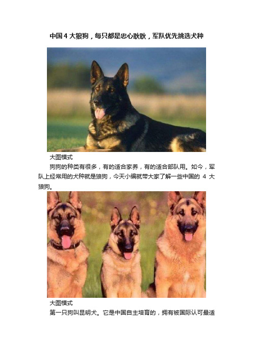 中国4大狼狗，每只都是忠心耿耿，军队优先挑选犬种