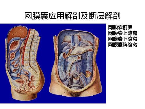 断层解剖学课件：15-网膜囊的断层解剖