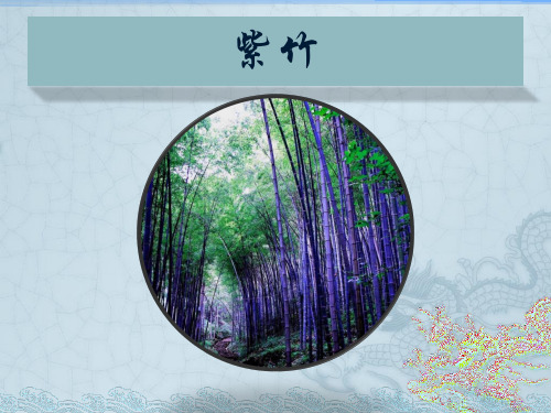 紫竹