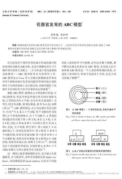 花器官发育的ABC模型