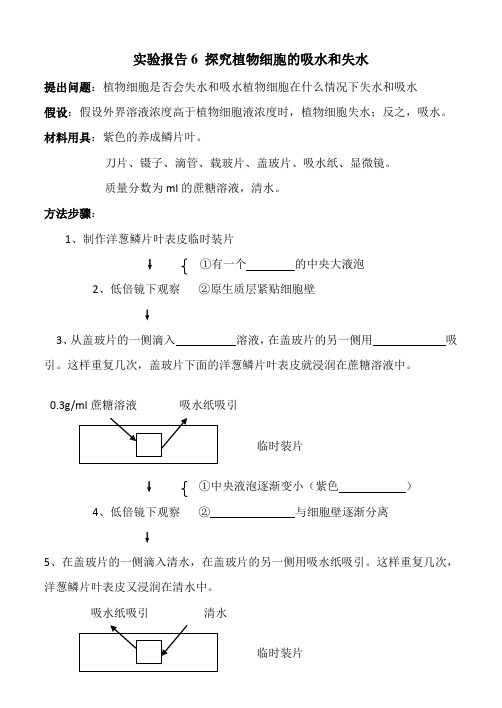 实验报告：探究植物细胞的吸水和失水