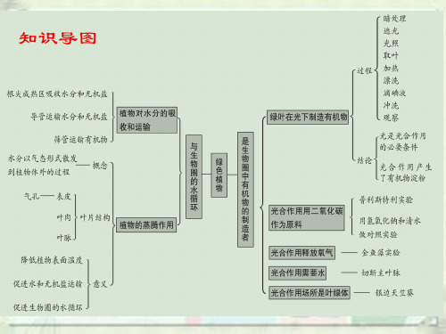 植物根茎专题复习(1)