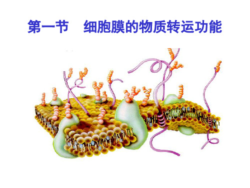 细胞跨膜转运PPT课件