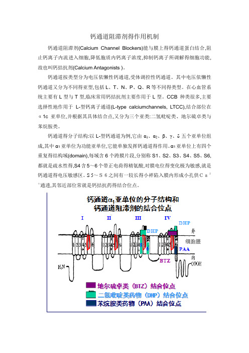 钙通道阻滞剂的作用机制