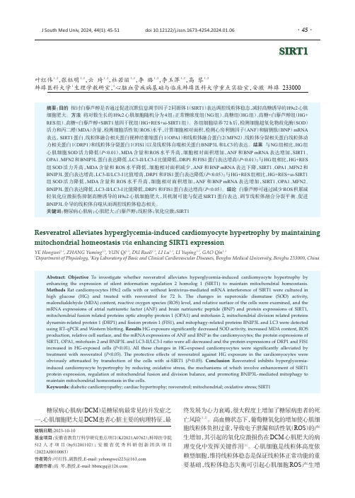 白藜芦醇可减轻高糖诱导的心肌细胞肥大：基于促进SSIIRRTT1表达维持线粒体稳态