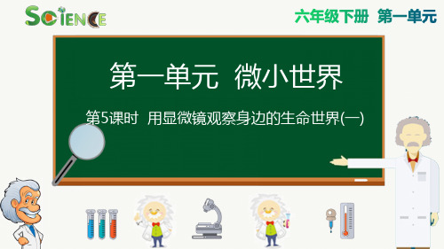 新教科版六年级科学上册《用显微镜观察身边的生命世界(一)》优质教学课件