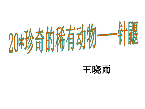 优质课七年级语文下册(语文版)教学课件：20.《珍奇的稀有动物——针鼹》(共25张PPT)