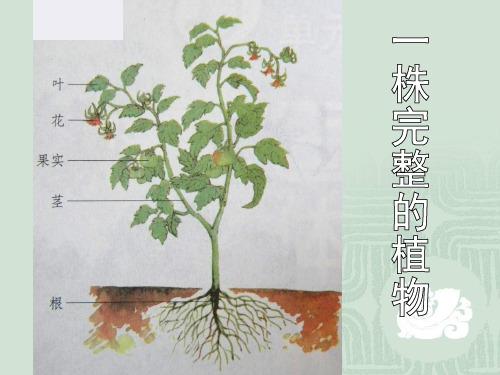 苏教版三年级科学《植物和我们》