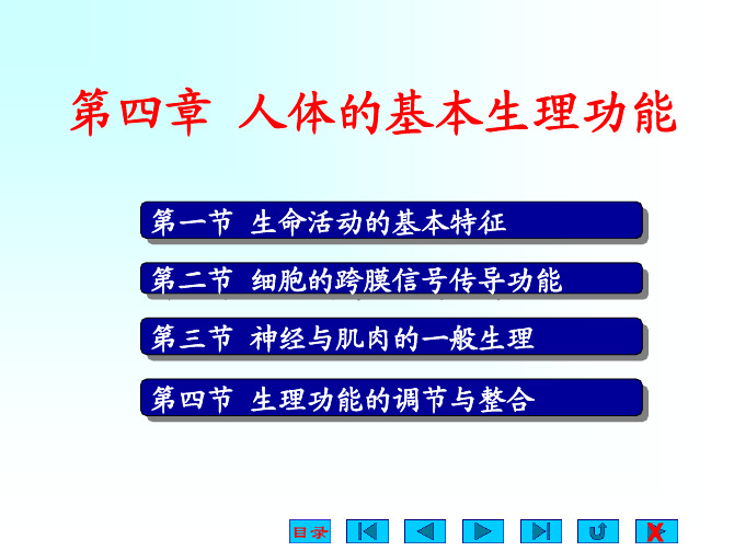 生理学--第4章  人体的基本生理活动