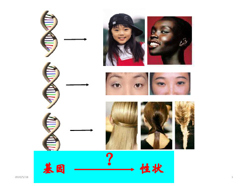 新人教版生物必修二4.2基因对性状的控制(共37张ppt)