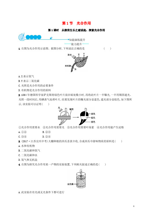 广陵区第一中学七年级生物上册3.5.1光合作用第1课时从柳苗生长之谜说起探光合作用课后习题新版北师大