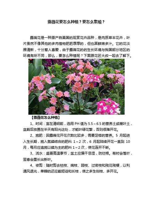 露薇花要怎么种植？要怎么繁殖？