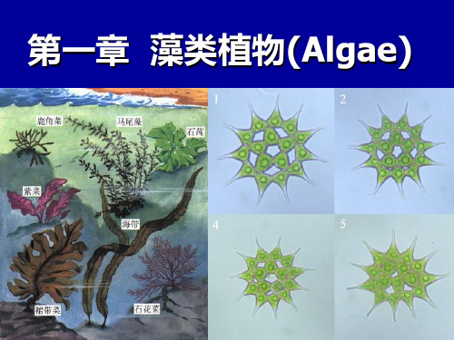 第一章藻类植物(Algae)讲述