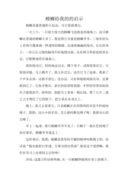 螳螂给我的的启示