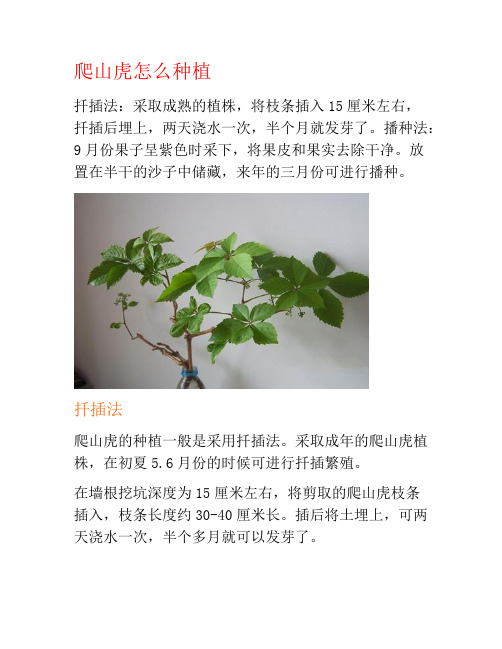 爬山虎怎么种植