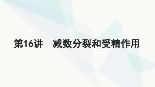 高考生物一轮复习必修1第四单元细胞的生命历程第16讲减数分裂和受精作用课件