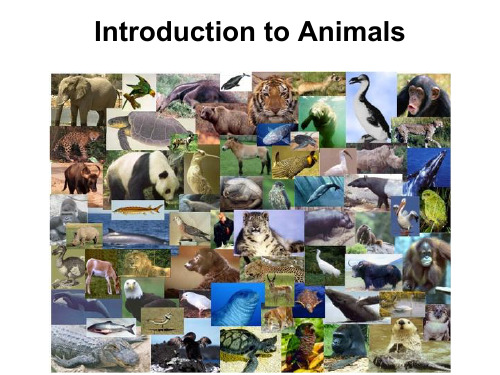 Lecture 06_animals 动物学英文介绍