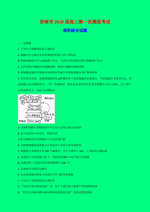 2018-2019年山东济南一模：山东省济南市2018届高三第一次模拟考试理科综合试题-精品