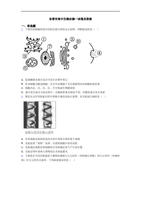 东营市高中生物必修一试卷及答案
