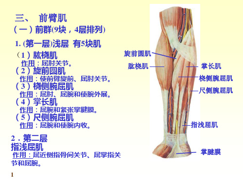 肌肉组织下