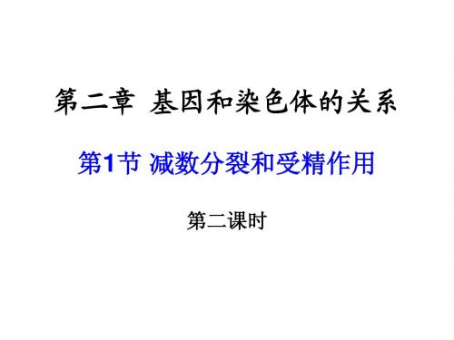 第1节 减数分裂和受精作用 第二课时