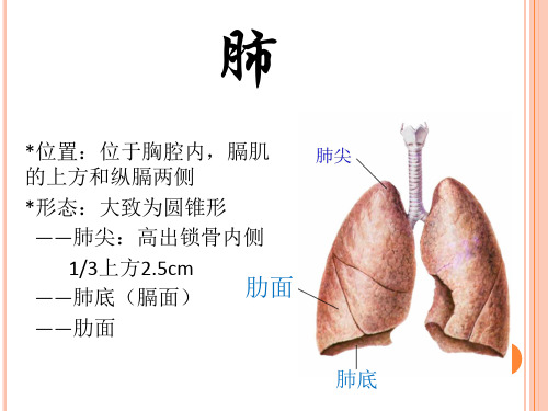 肺(系统解剖)PPT课件