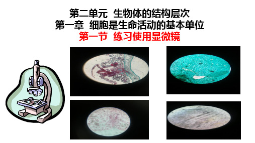 练习使用显微镜课件-人教版生物七年级上册